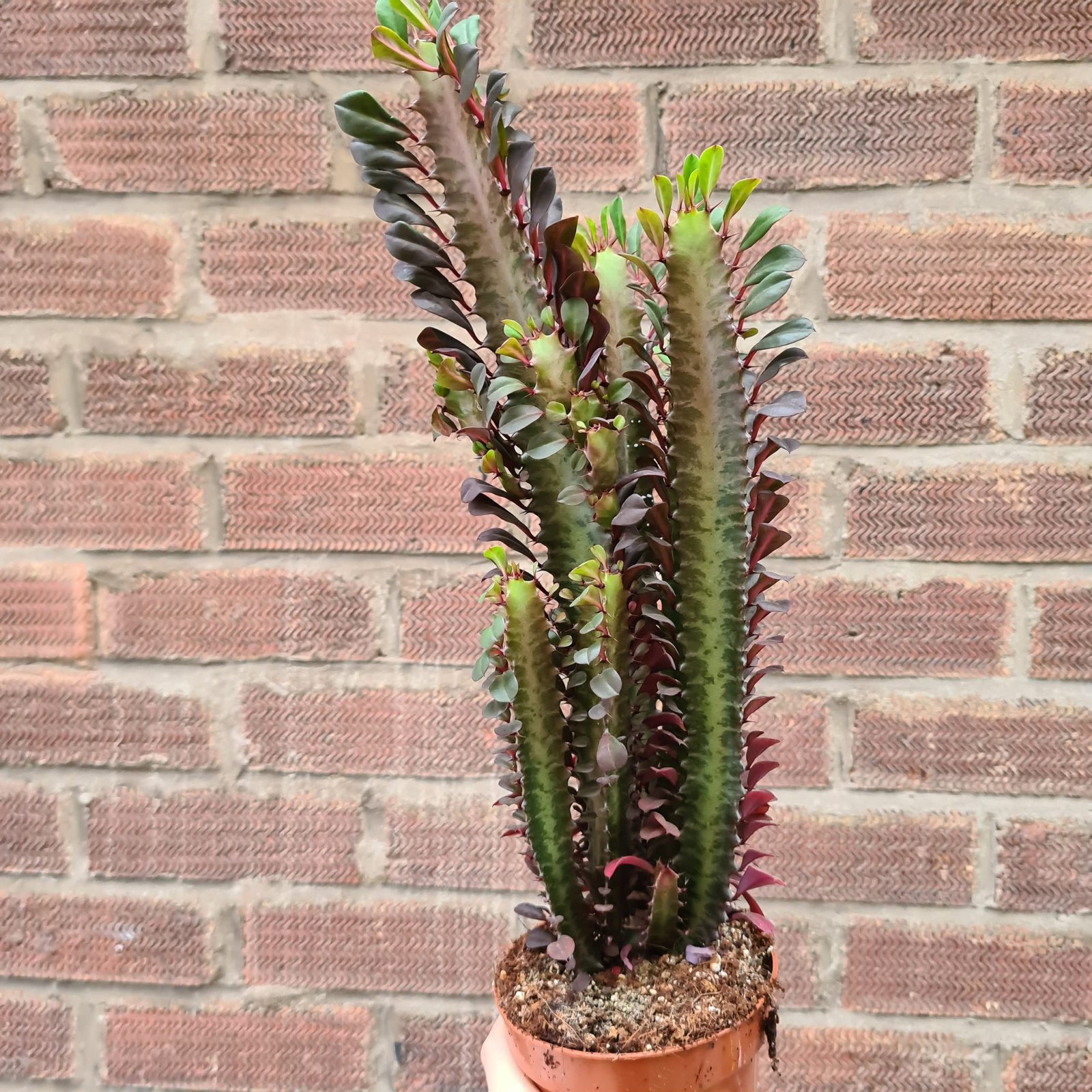 Euforbia rubra - Imagen 2