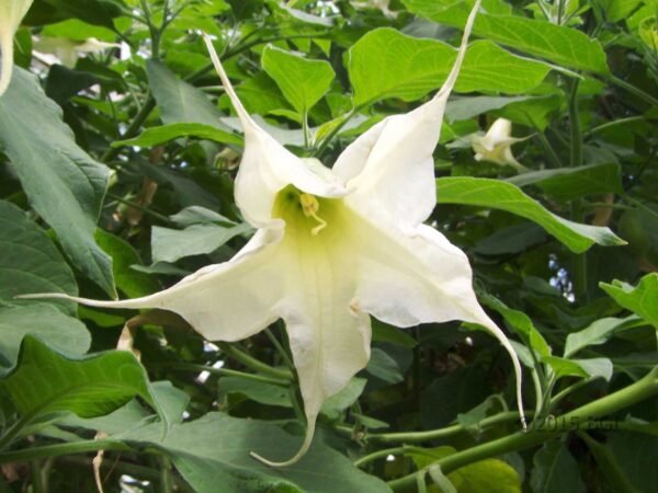 Floripon