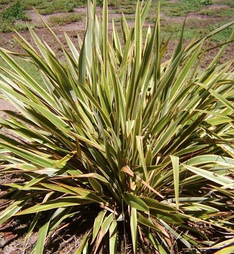 Formio variegado