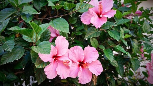 Alternative view of Hibisco simple