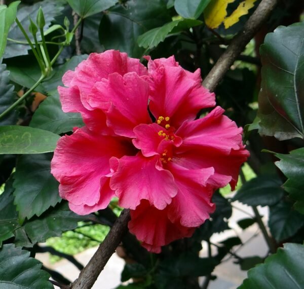 Alternative view of Hibisco doble