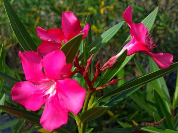 Alternative view of Laurel de jardin