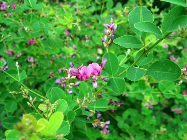 Alternative view of Lespedeza