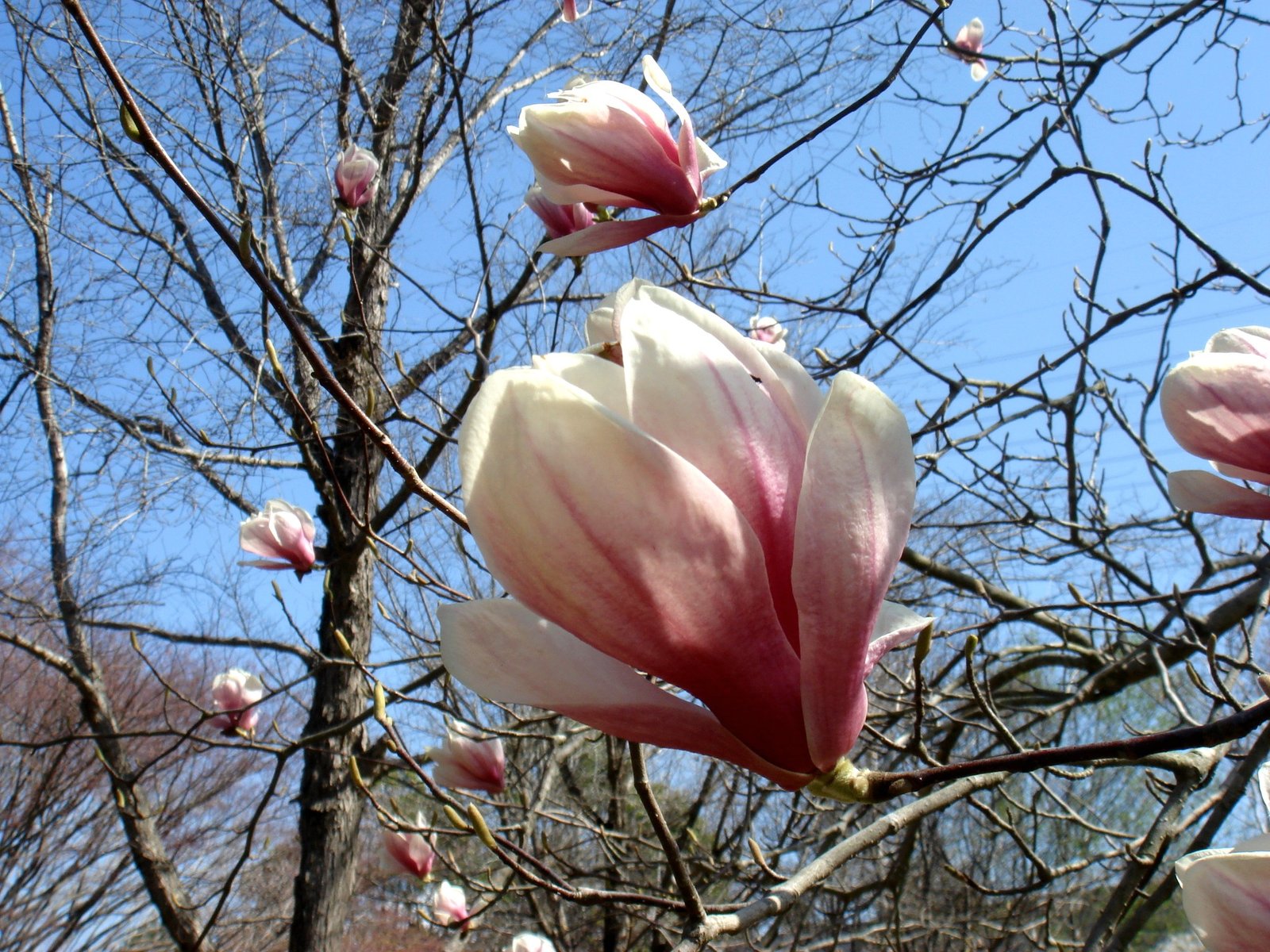 Magnolia soulangiana japónica - Imagen 2