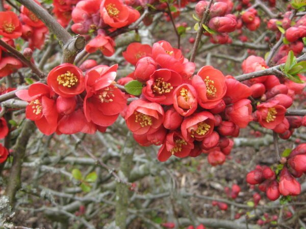 Membrillo de jardín