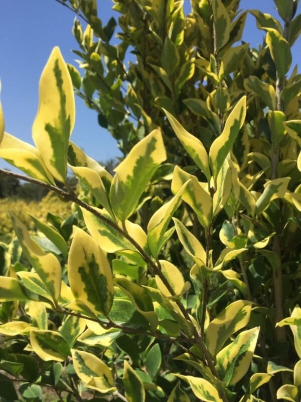 Alternative view of Olea Texana Aurea