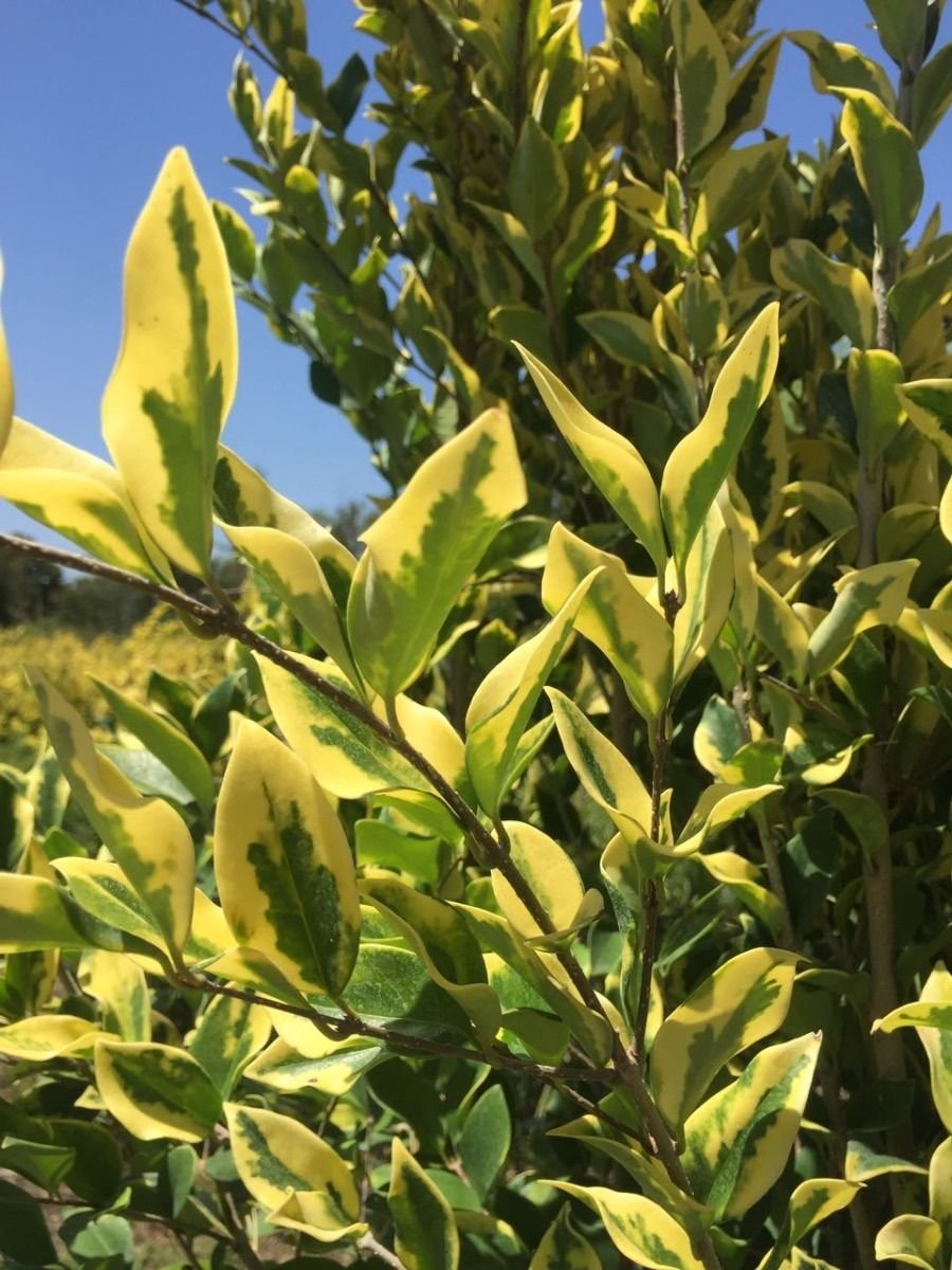 Olea Texana Aurea - Imagen 2