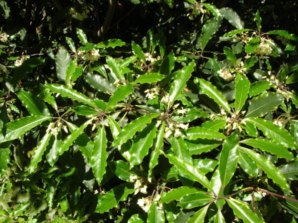 Alternative view of Pitosporo ondulado
