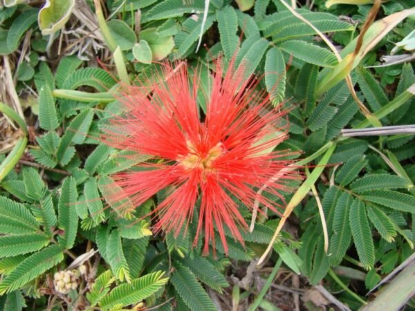 Alternative view of Plumerillo rojo