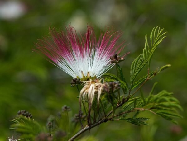 Plumerillo rosado