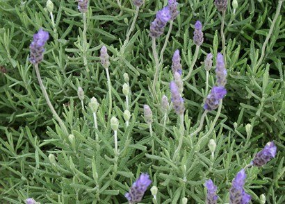 Lavanda dentada CHICA