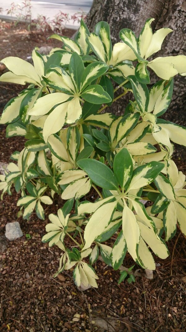 Alternative view of Schefflera variegada