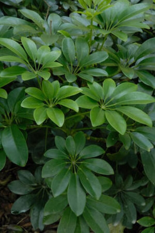 Alternative view of Schefflera verde