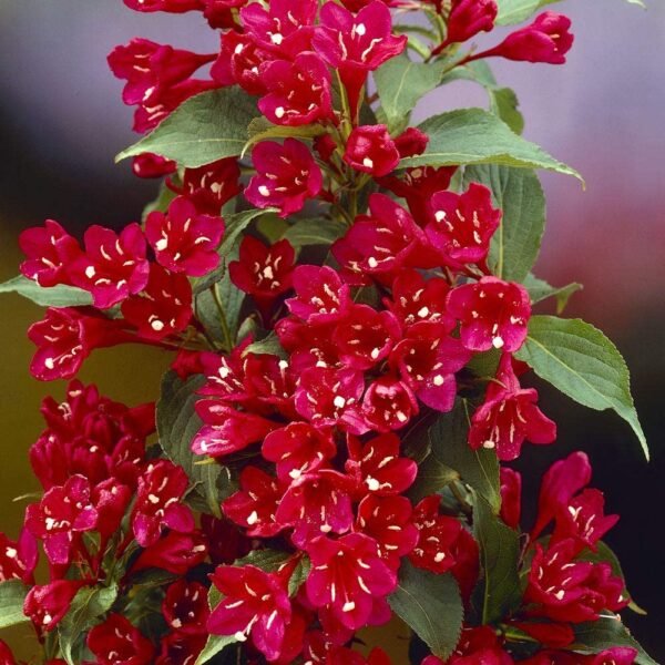 Weigela roja