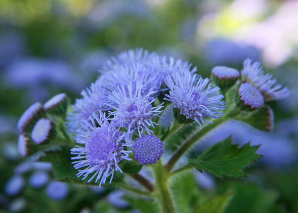 Ageratum