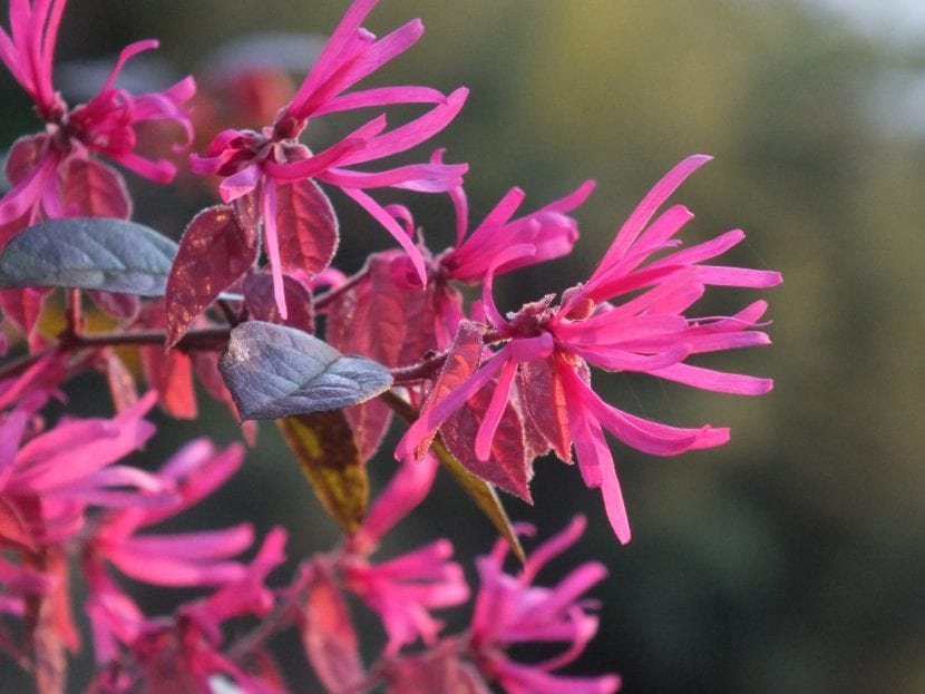 Loropetalum chinense - Imagen 2