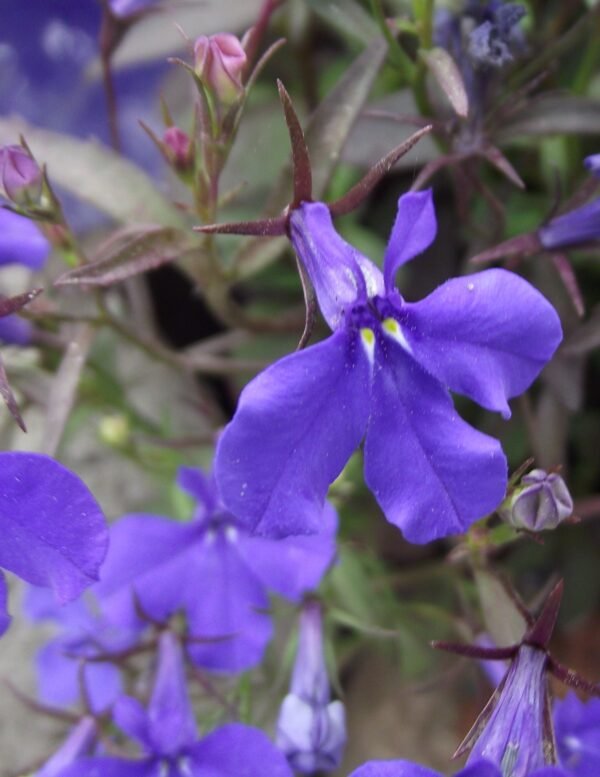 Alternative view of Lobelia