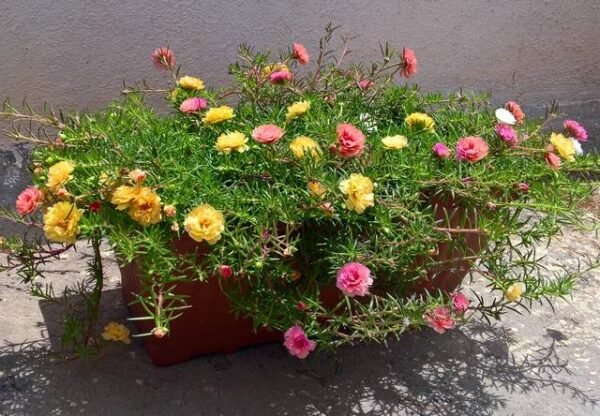 Alternative view of Portulaca