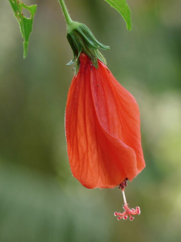 Malvavisco rojo