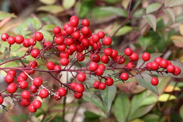 Alternative view of Nandina domestica