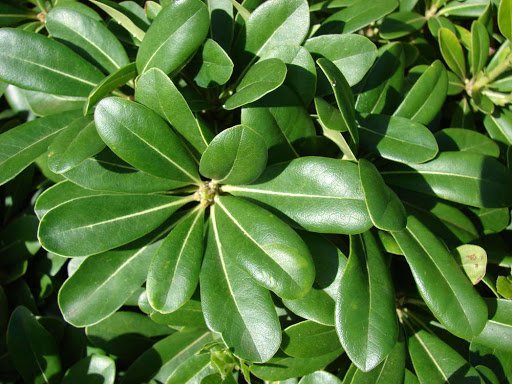 Pittosporum Tobira