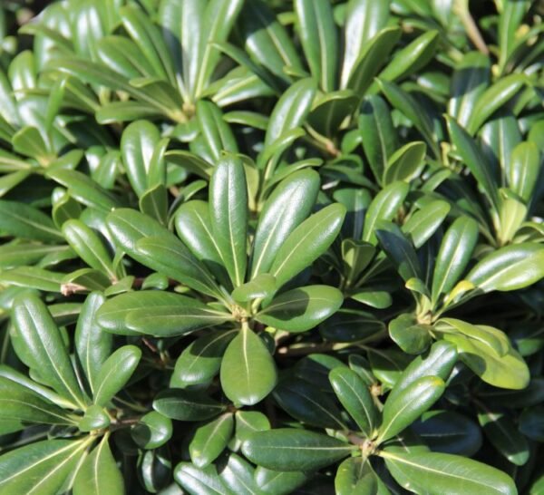 Pittosporum enano