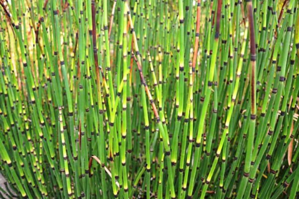 Alternative view of Equisetum - Cola de Caballo