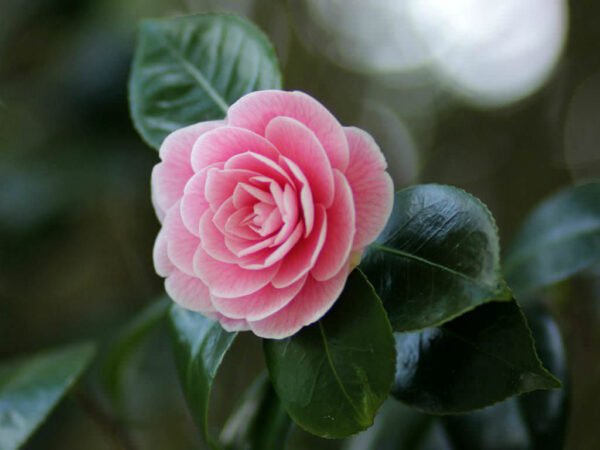 Camellia Japonica