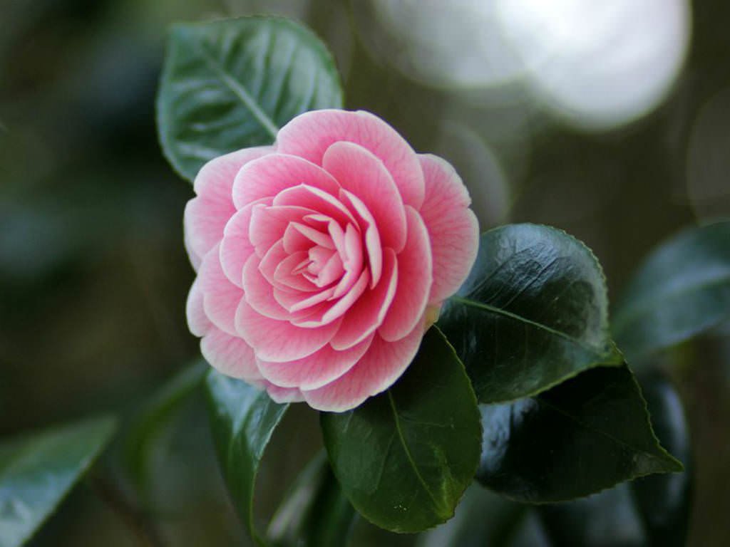 Camellia Japonica