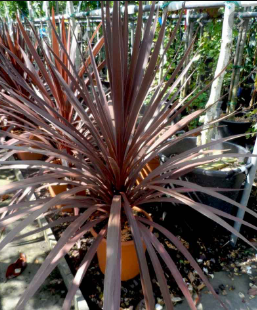 Dracena morada
