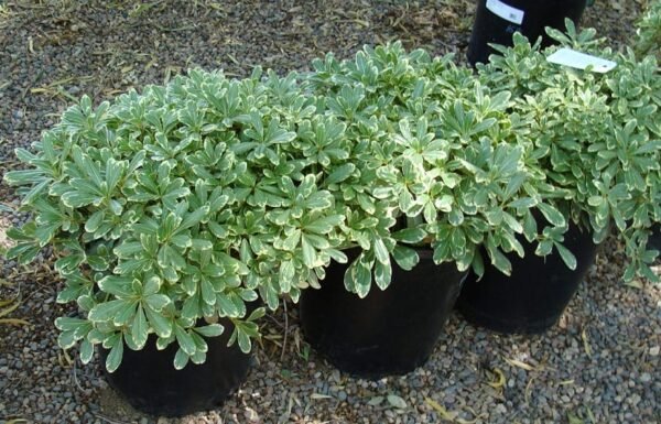 Alternative view of Pittosporum enano variegado