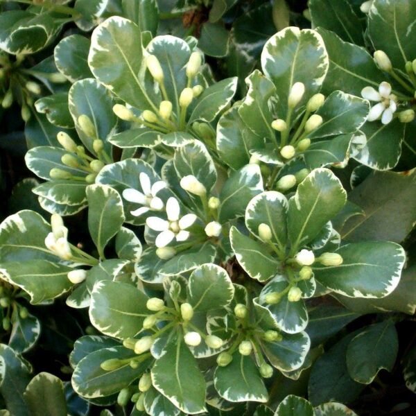 Pitosporo Variegado