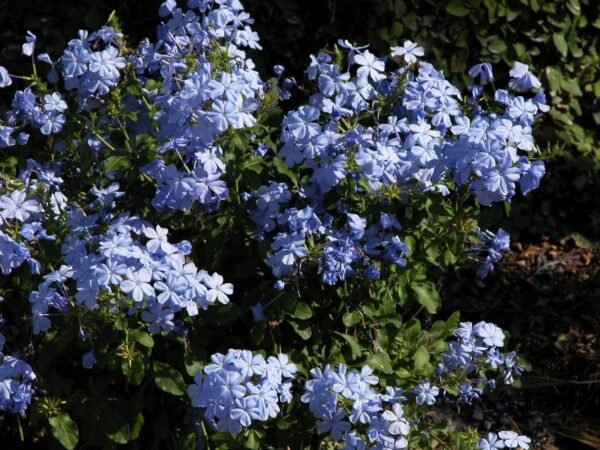 Alternative view of Plumbago Capensis - Azul