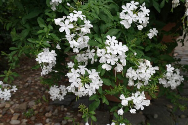 Alternative view of Plumbago Capensis - Blanco