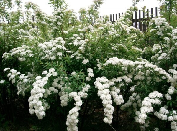 Alternative view of Spirea cantoniensis - Coronita de novia
