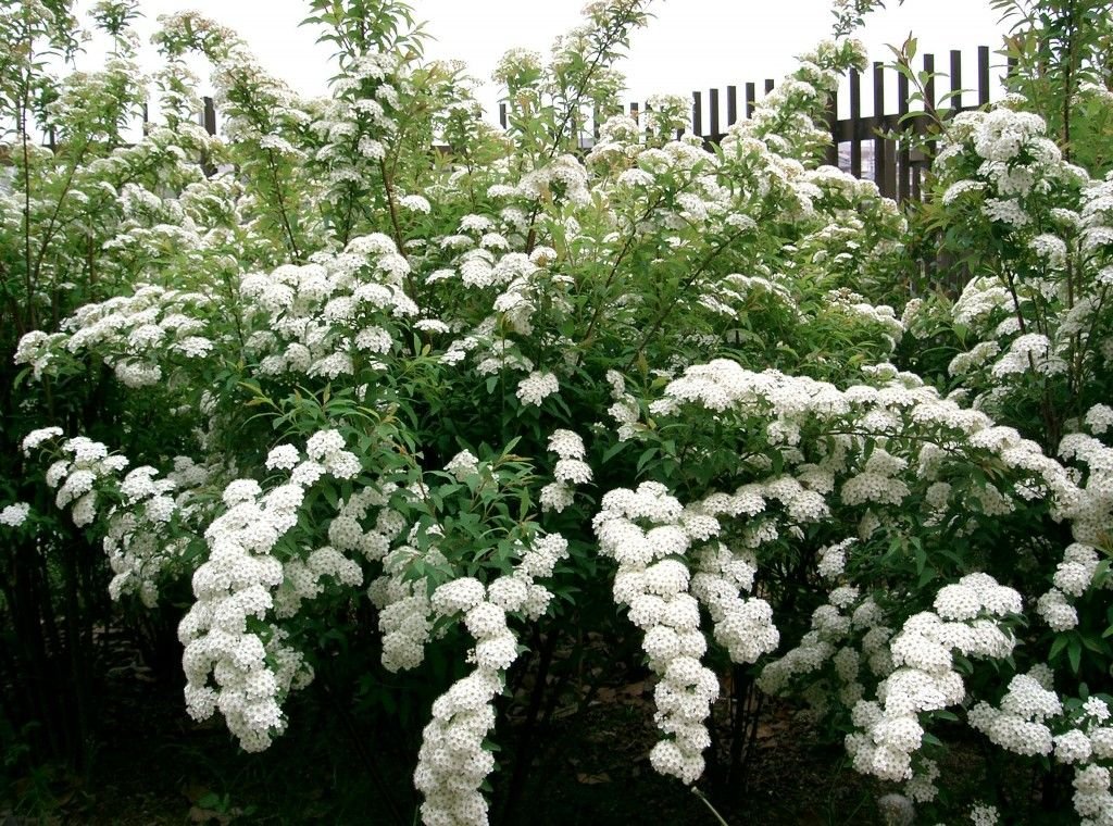 Spirea cantoniensis - Coronita de novia - Imagen 2