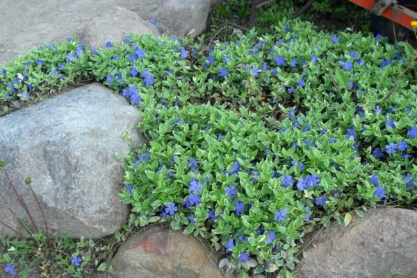 Alternative view of Vinca
