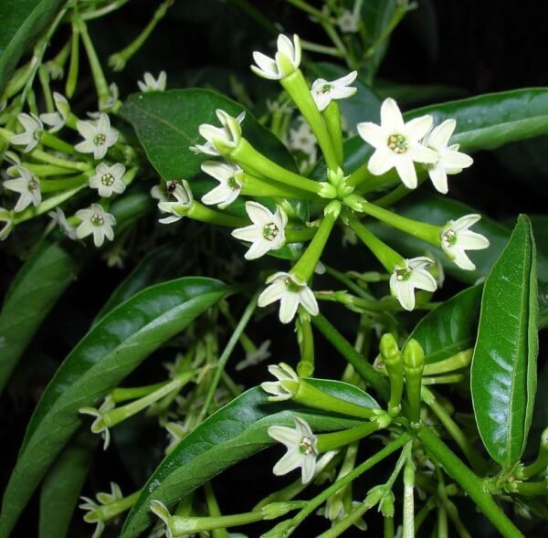 Cestrum Nocturnum - Dama de la noche