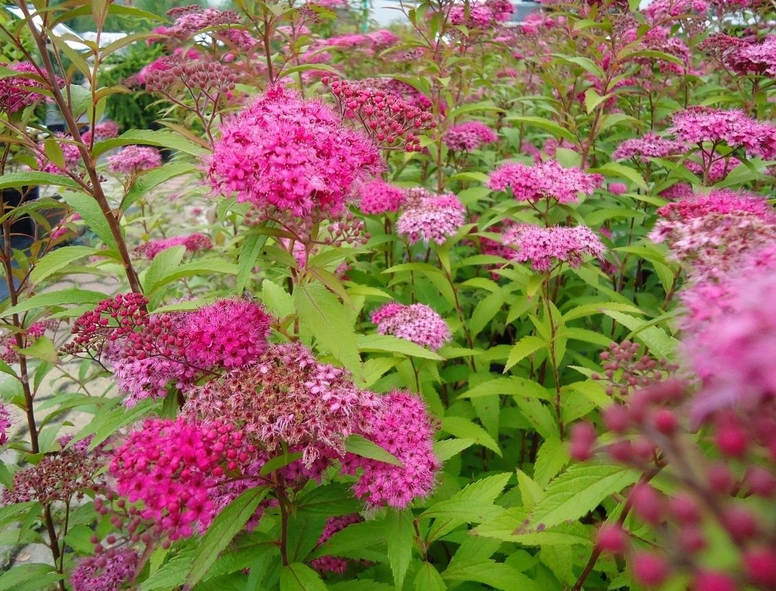 Spiraea Japonica - Coronita de novia rosada - Imagen 2
