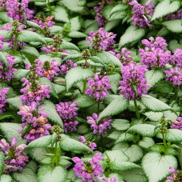 Lamium Maculatum