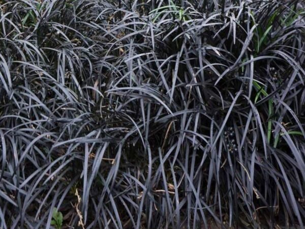 Alternative view of Pasto negro