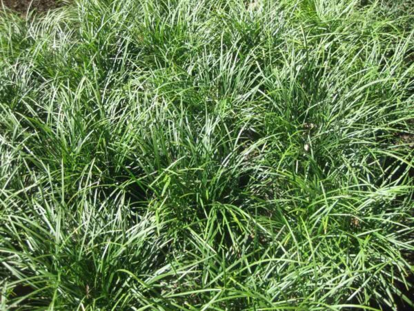 Alternative view of Pasto Ingles compacto