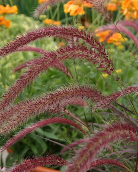 Alternative view of Pennisetum Rubra