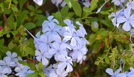 Alternative view of Plumbago Capensis - Celeste