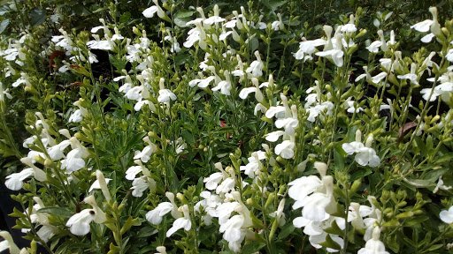 Alternative view of Salvia Greggi - Blanca