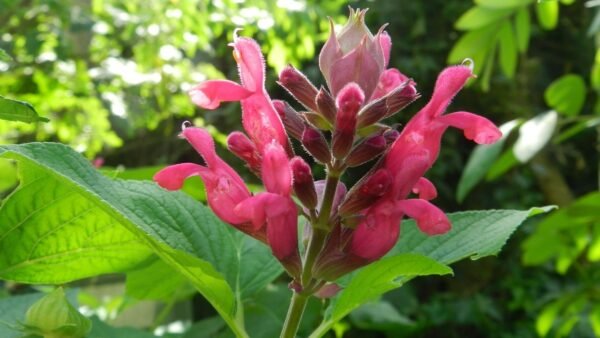 Salvia Greggii involucrata