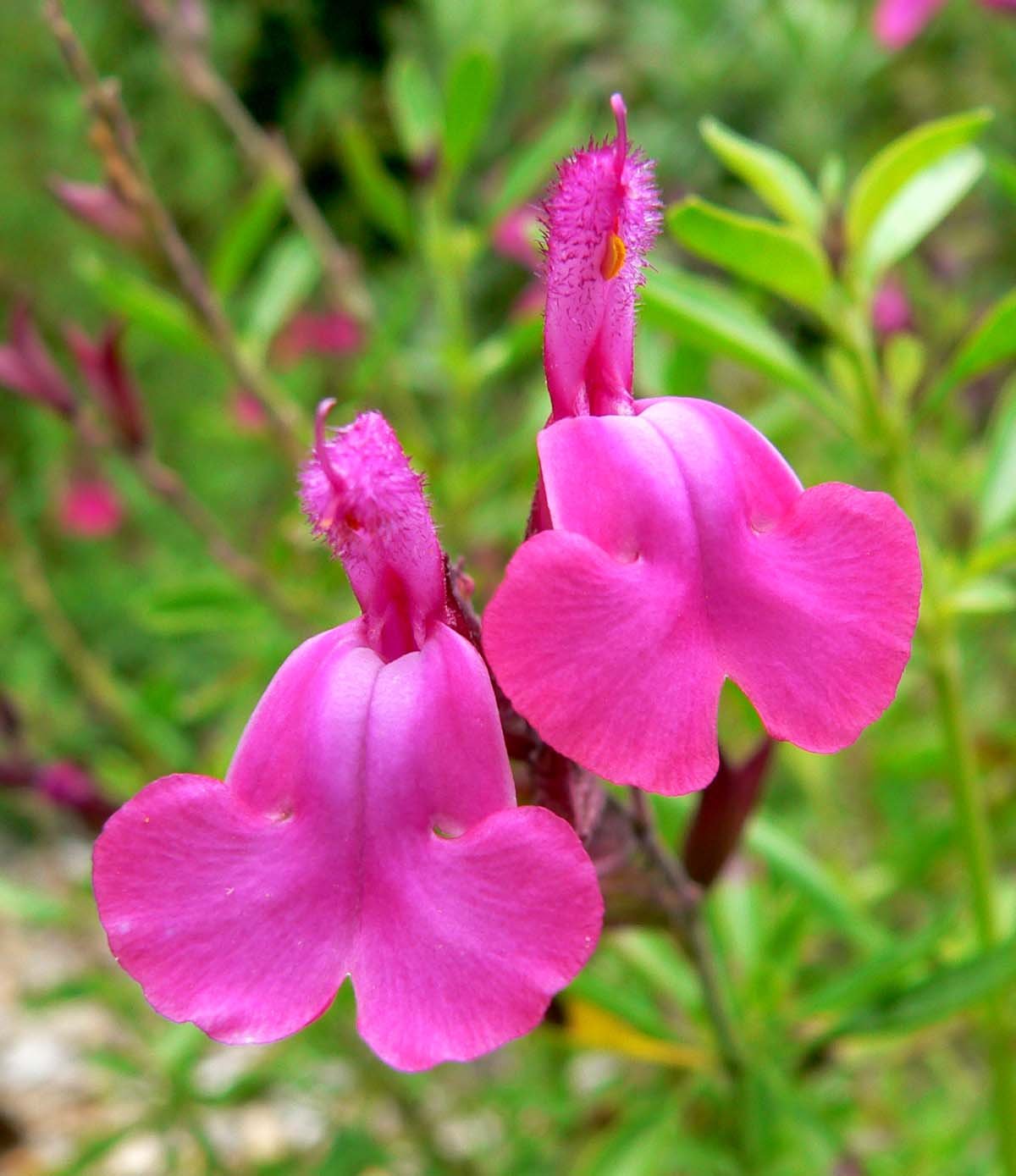 salvia greggii - Rosada