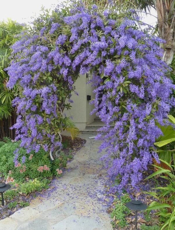 Alternative view of Petrea Volubilis
