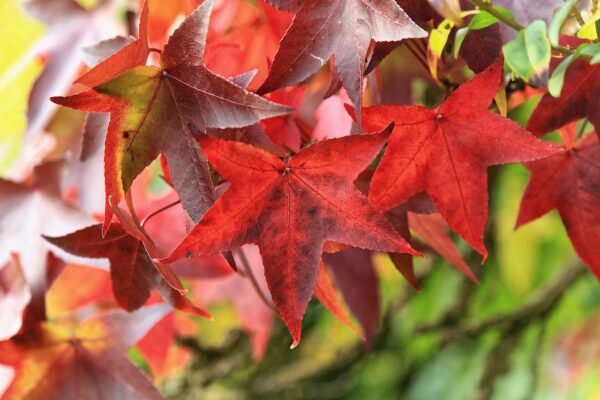 Alternative view of Liquidambar