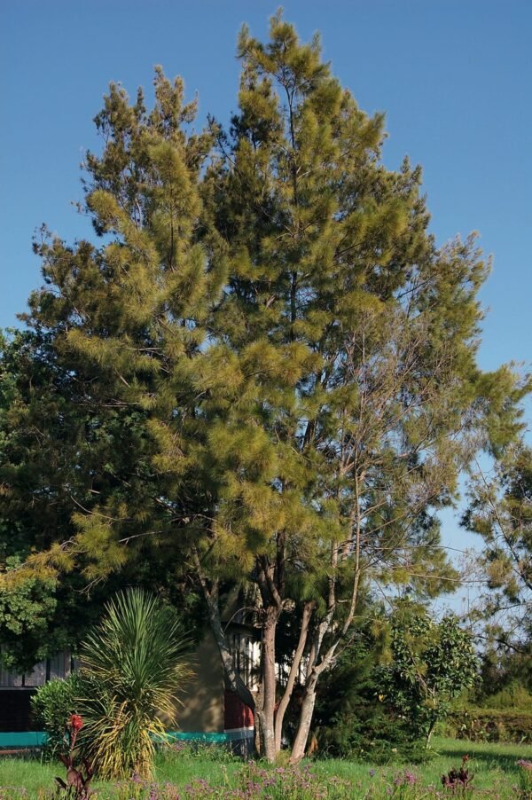 Casuarina